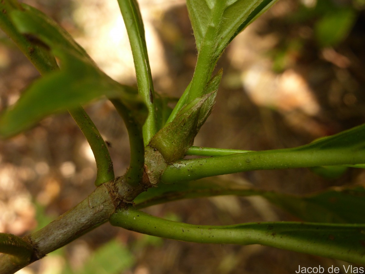 Timonius flavescens (Jacq.) Baker